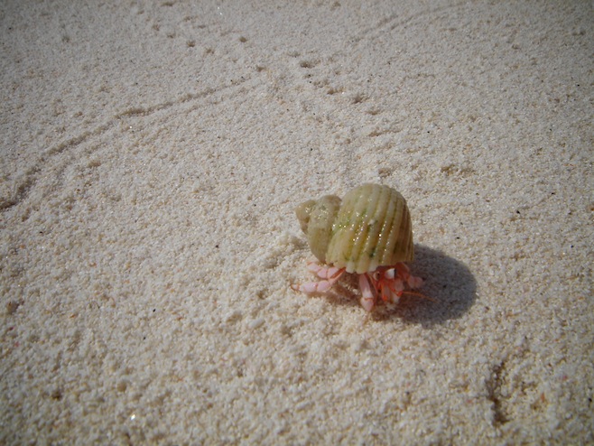 Hermit Crab
